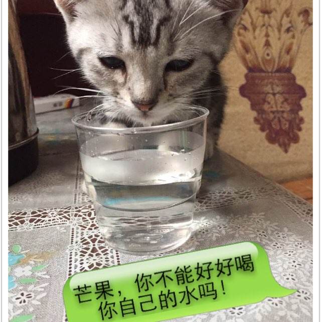 高仿国立西班牙语裔大学文凭毕业证